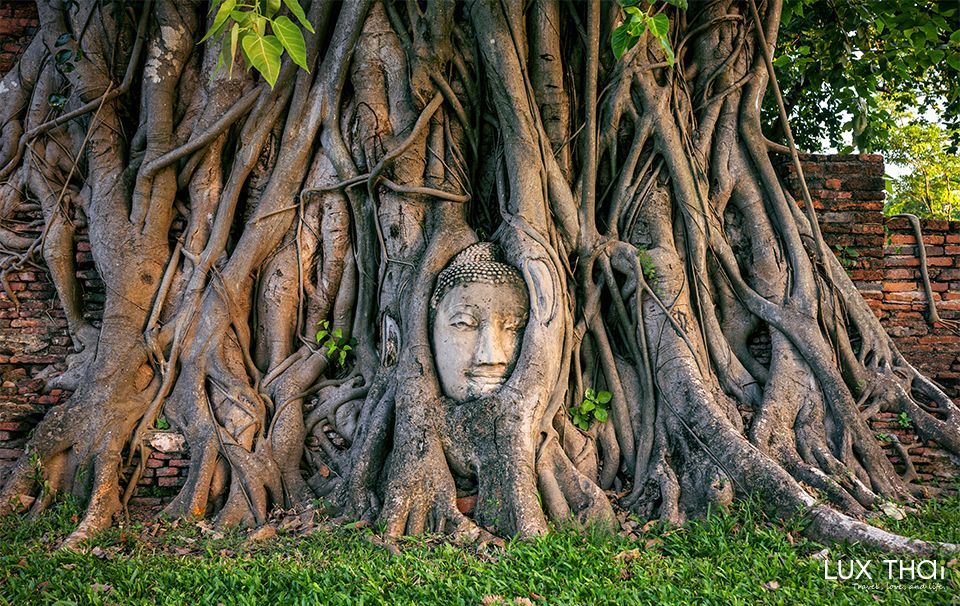 瑪哈泰寺 Wat Mahathat (樹中佛)-1