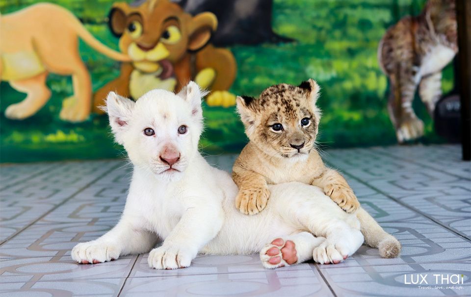 獅子王國動物園-2