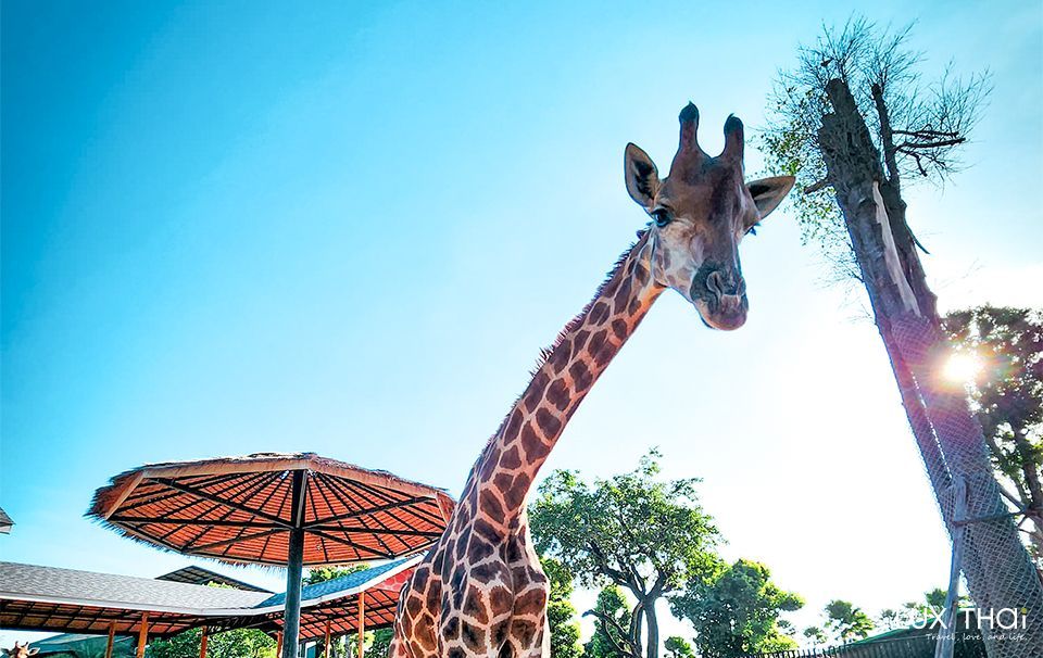 獅子王國動物園-10