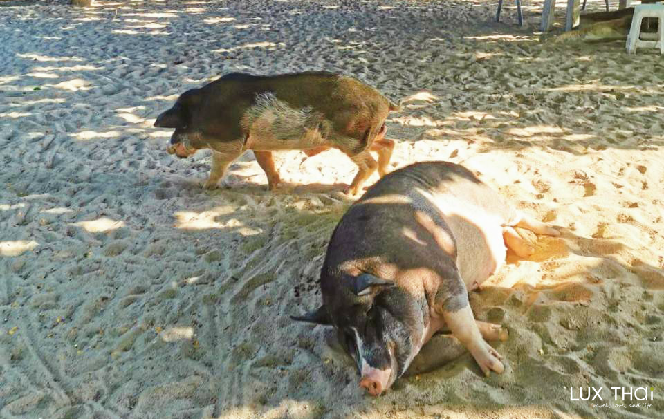 麥遜島 Koh Madsum-1