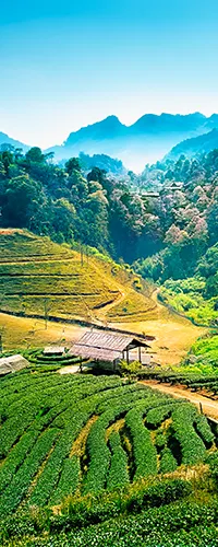 泰國曼谷、華欣、清邁、普吉島、蘇美島客製化行程 泰國曼谷、華欣、清邁、普吉島、蘇美島客製化行程