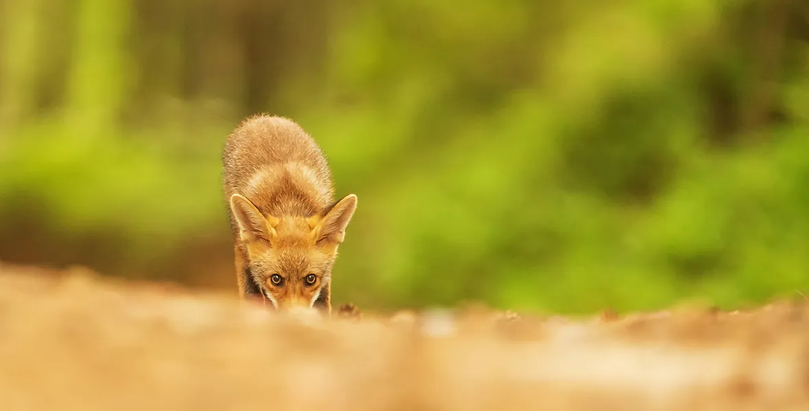 泰國客製化行程|曼谷、華欣、清邁、普吉島、蘇美島量身訂做旅遊